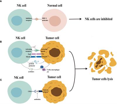 Advances in CAR-NK cell therapy for hematological malignancies